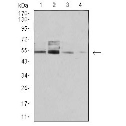 26S Proteasome Regulatory Subunit 6A (PSMC3) Antibody