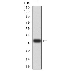 26S Proteasome Regulatory Subunit 6A (PSMC3) Antibody