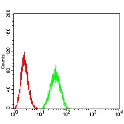 Tyrosine-Protein Phosphatase Non-Receptor Type 14 (PTPN14) Antibody