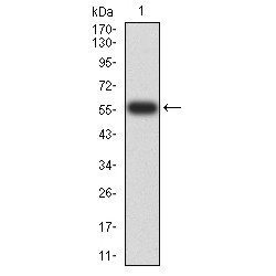 Tyrosine-Protein Phosphatase Non-Receptor Type 14 (PTPN14) Antibody