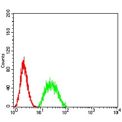 Myc Box-Dependent-Interacting Protein 1 (BIN1) Antibody