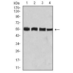 Myc Box-Dependent-Interacting Protein 1 (BIN1) Antibody