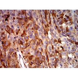 Complement Fragment C3c (C3c) Antibody