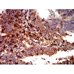 Complement Fragment C3c (C3c) Antibody