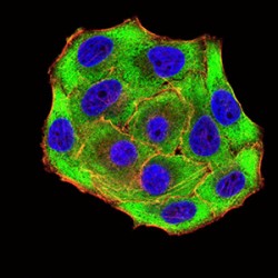 Ubiquitin Recognition Factor In ER-Associated Degradation Protein 1 (UFD1L) Antibody