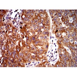 Ubiquitin Recognition Factor In ER-Associated Degradation Protein 1 (UFD1L) Antibody