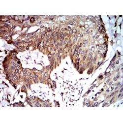 Ubiquitin Recognition Factor In ER-Associated Degradation Protein 1 (UFD1L) Antibody