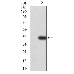 Ubiquitin Recognition Factor In ER-Associated Degradation Protein 1 (UFD1L) Antibody