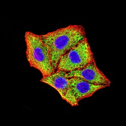 BCL2/Adenovirus E1B 19 kDa Protein-Interacting Protein 3 (BNIP3) Antibody