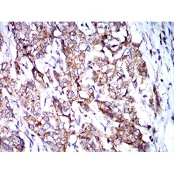 BCL2/Adenovirus E1B 19 kDa Protein-Interacting Protein 3 (BNIP3) Antibody