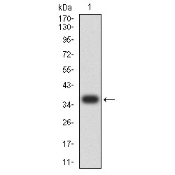 Mucin-5AC (MUC5AC) Antibody