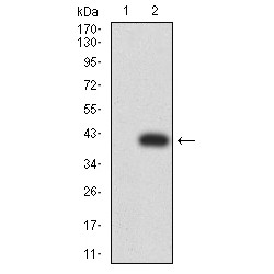 Mucin-5AC (MUC5AC) Antibody