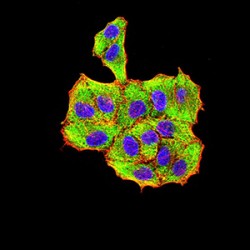 Structural Polyprotein (VP2) Antibody