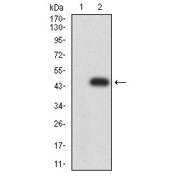 Structural Polyprotein (VP2) Antibody