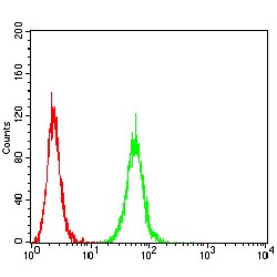 P2X Purinoceptor 7 (P2RX7) Antibody