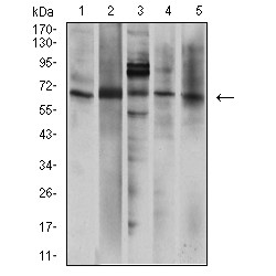 P2X Purinoceptor 7 (P2RX7) Antibody