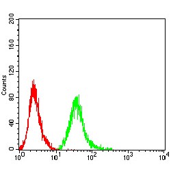 Rac-Like GTP-Binding Protein ARAC11 (ROP1) Antibody