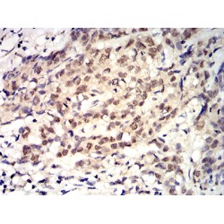 Rac-Like GTP-Binding Protein ARAC11 (ROP1) Antibody