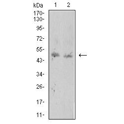 Rac-Like GTP-Binding Protein ARAC11 (ROP1) Antibody