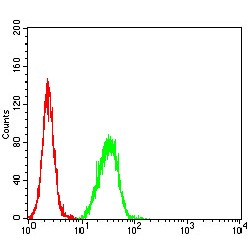 E3 Ubiquitin-Protein Ligase MIB1 (SAG2) Antibody