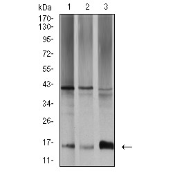 E3 Ubiquitin-Protein Ligase MIB1 (SAG2) Antibody