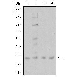 Cold-Inducible RNA-Binding Protein (CIRBP) Antibody