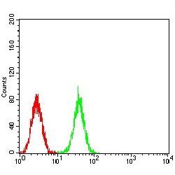 Cell Division Cycle 37 (CDC37) Antibody