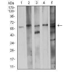 Cell Division Cycle 37 (CDC37) Antibody