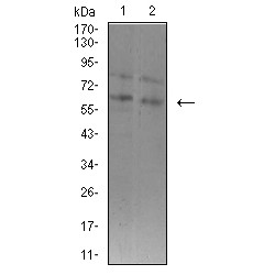 Set1/Ash2 Histone Methyltransferase Complex Subunit ASH2 (ASH2L) Antibody