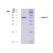 SDS-PAGE analysis of Ambrosia artemisiifolia 1.0101 protein.