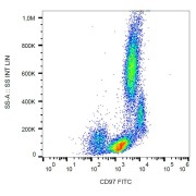 Surface staining of human peripheral blood with anti-CD97 FITC.