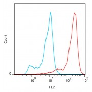 Flow cytometry analysis (surface staining) of FOLR2 transfectants (red) with PE-conjugated FOLR2 antibody, compared with blank (blue).