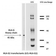 Western blotting analysis (reducing conditions) of HLA-G1 in HLA-G1 transfectants using the antibody biotin.
