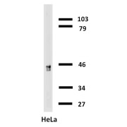 Western blotting analysis of cytokeratin 18 in HeLa cells with anti-cytokeratin 18 biotin.