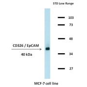 Western blotting analysis (non-reducing conditions) of whole cell lysate of MCF-7 human breast adenocarcinoma cell line using CD323 / EpCAM Antibody.