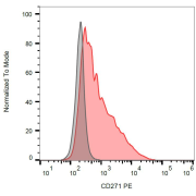 Surface staining (flow cytometry) of REH cells with anti-CD271 PE.