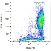 Surface staining of human peripheral blood cells with anti-CD62L FITC. 