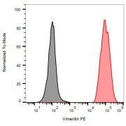 Intracellular flow cytometry analysis of vimentin expression in ESS-1 cells using anti-human vimentin APC.