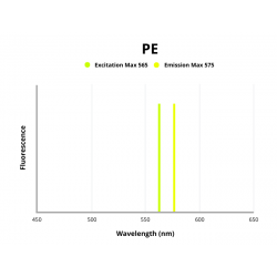 DNA Damage-Inducible Transcript 4-Like Protein (DDIT4L) Antibody (PE)