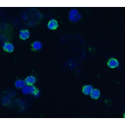 Immunocytochemistry staining of acetone/methanol fixed bovine peripheral blood (lymphocyte-enriched suspension), using CD18/ITGB2 antibody and FITC-conjugated secondary antibody (green). DNA was stained with DAPI (blue).