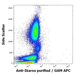 Ikaros Antibody