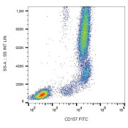 Surface staining of human peripheral blood leukocytes with anti-human CD157 FITC.