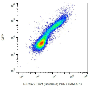 Intracellular staining of R-Ras2/TC21 in HEK-293 R-Ras2-GFP transfectants using monoclonal antibody.