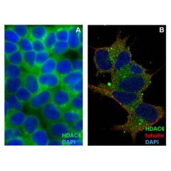 Histone Deacetylase 6 (HDAC6) Antibody