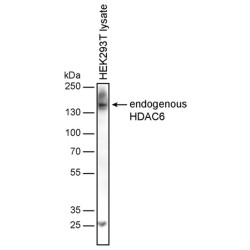 Histone Deacetylase 6 (HDAC6) Antibody