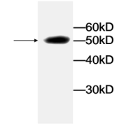 Western blot analysis of recombinant protein LDHA with LDHA Antibody at a dilution of 1:1000.