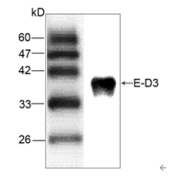 Western blot analysis of recombinant JEV E-D3 using JEV E-D3 Antibody (1/1000 dilution).