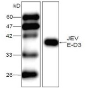 WB analysis of recombinant JEV E-D3 protein using JEV E-D3 antibody (1/1000 dilution).