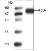 WB analysis of recombinant protein LM ActA, using LM ActA Antibody (1/1000 dilution).