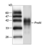 Western blot analysis of recombinant protein JEV PreM, using JEV PreM antibody (1/1000 dilution).